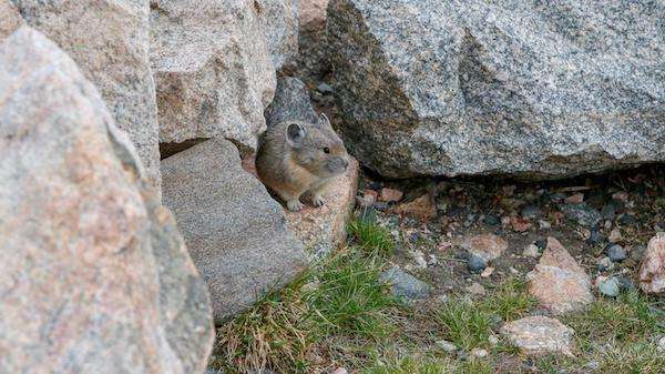 Pika along the Bear Tooth Highway