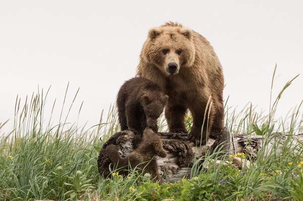 Wild brown bear family in Alaska