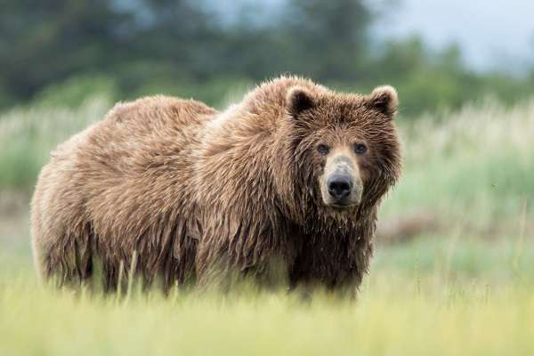 Wild grizzly bear in Alaska
