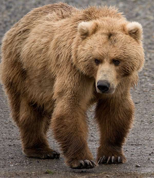 Wild brown bear in Alaska