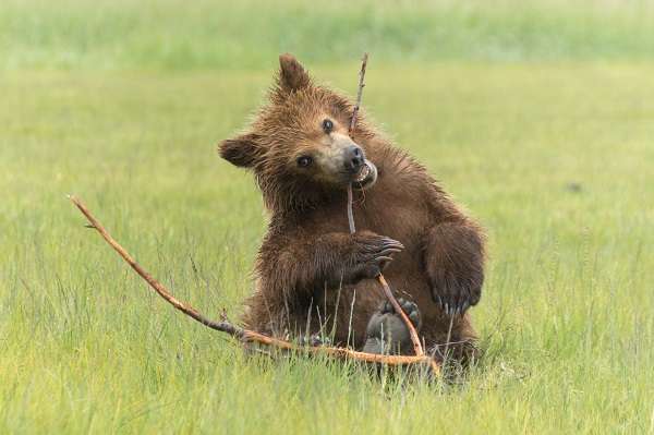 Brown bear cub playing in Alaska