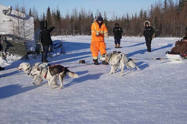 Sled dogs in Churchill, Manitoba