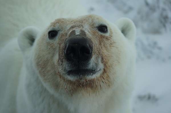 Wild polar bear in Churchill, Manitoba