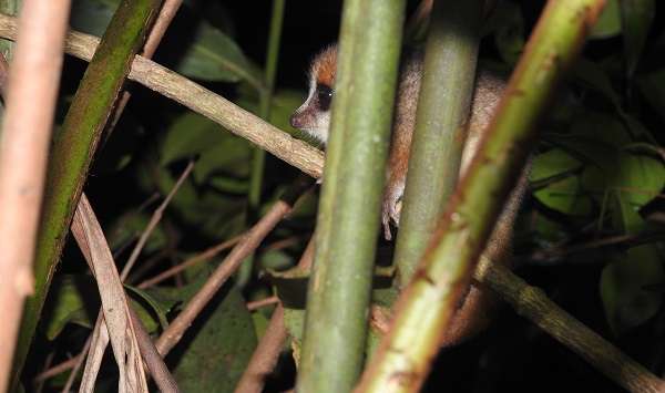 Goodmans mouse lemur