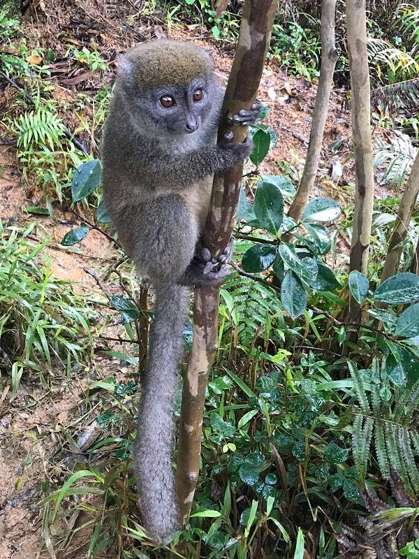 Gray bamboo lemur in Madagascar