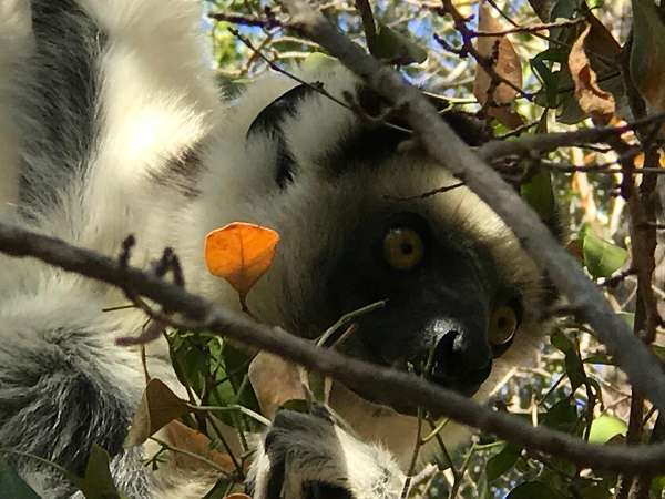 Wild lemur in Madagascar