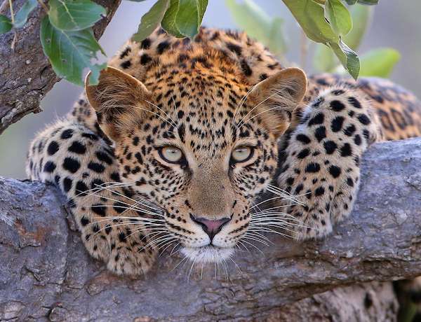 Leopard in a tree in Botswana.