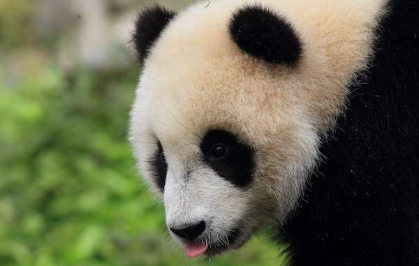 Baby panda bear in Chengdu, China.