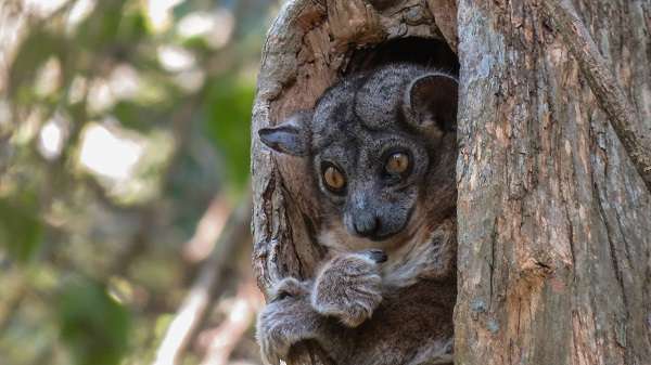 Hubbard's sportive lemur in Madagascar