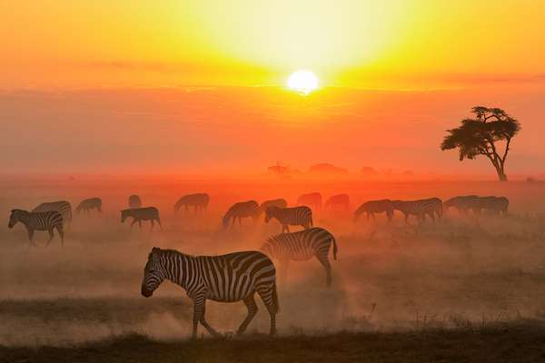 Zebra walking in the sunset in Kenya.