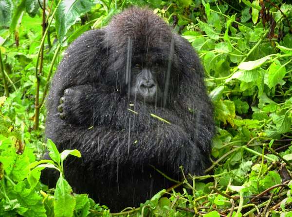 Mountain Gorilla in Rwanda.