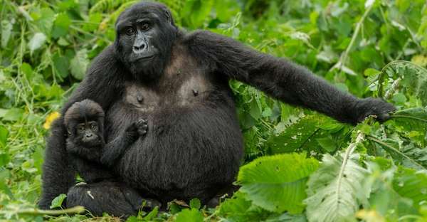 Mother and baby mountain gorilla in Uganda.