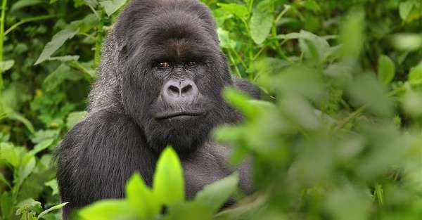 Gorilla, Bwindi Impenetrable National Park, Uganda