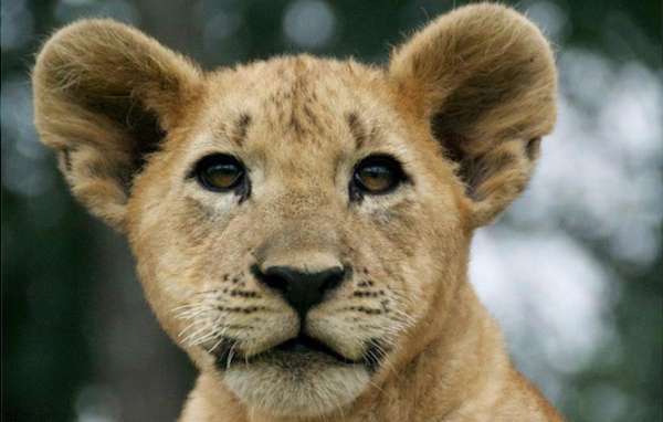 Lion cub in Zimbabwe.