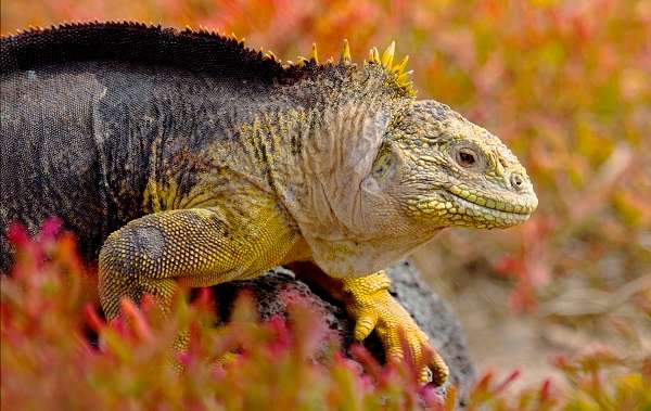 Land iguana in the Galapagos.