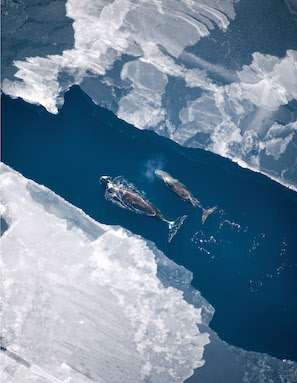 A bowhead whale and her calf surface in the Arctic Ocean ice off the northern coast of Alaska.