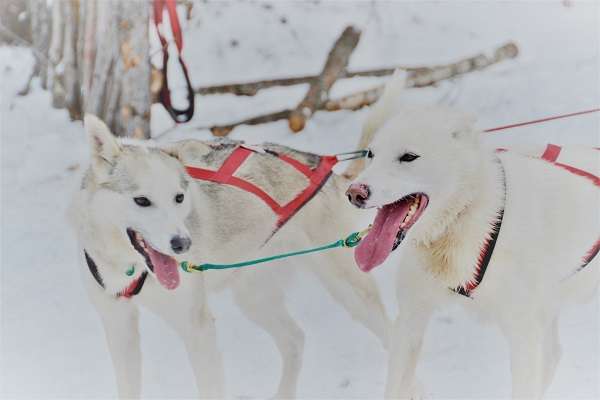Sled dogs in Churchill, Manitoba. 