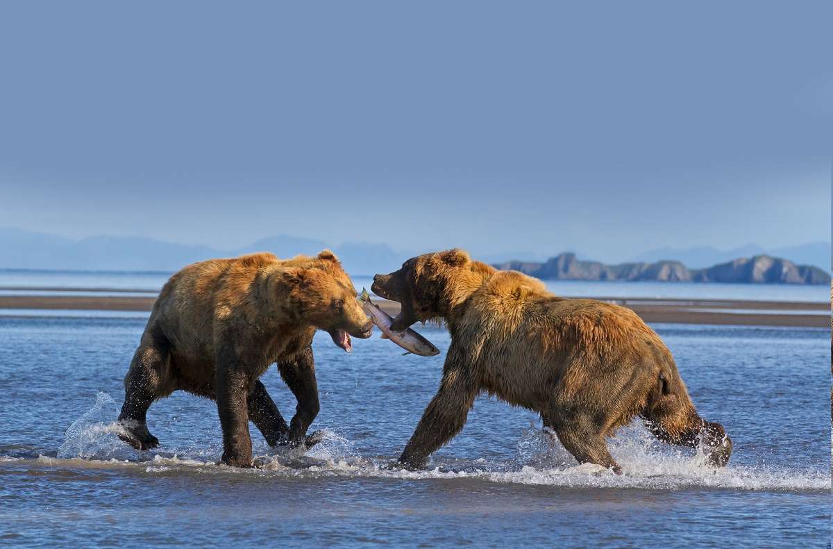 Brown bears in Alaska fight over a salmon. 