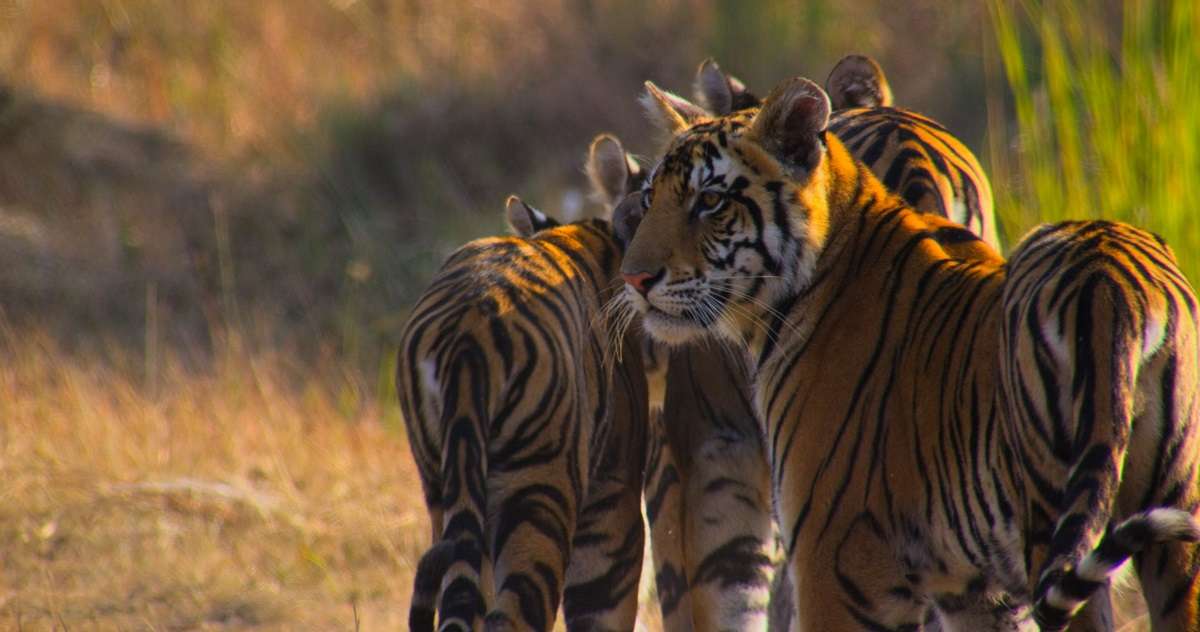 Tiger cubs with mother, Kanha National Park, India