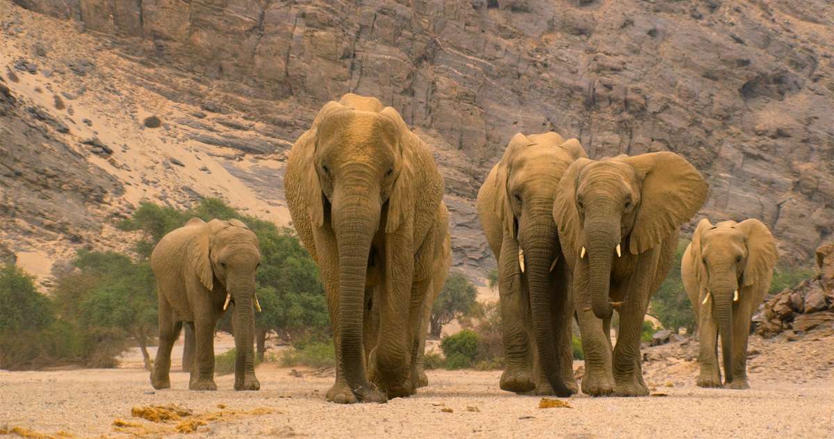 Matriarch Desert elephant leads her family through barren lands, Namibia