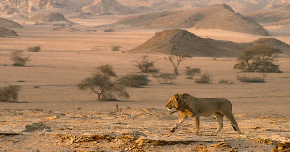 Male Desert lion walking, Namibia 