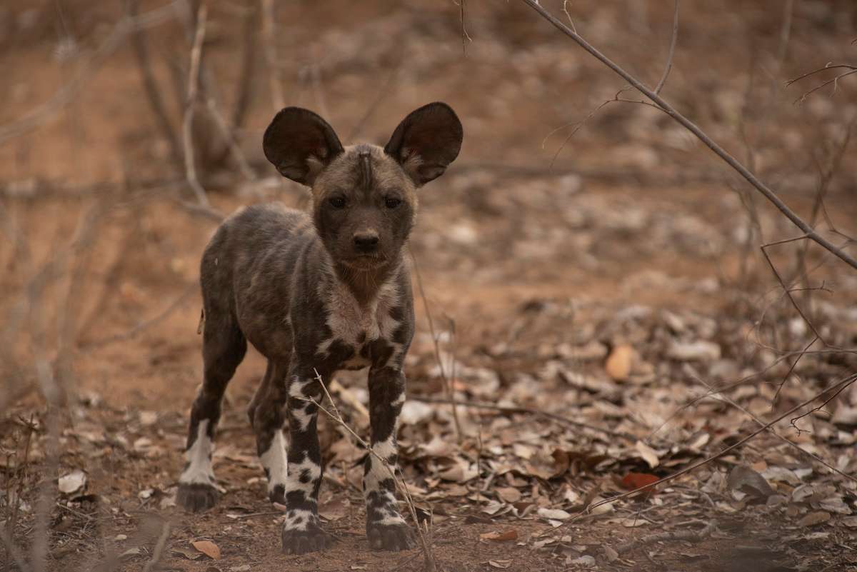 Wild Dog pup waiting at the den expectantly for the pack to return . 