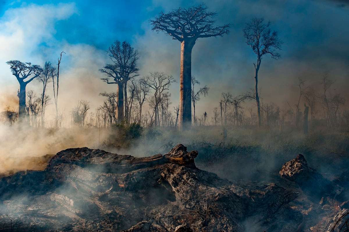 Fires smoldering after Slash and burn agriculture of dry baobab forest has caused a 97% reduction of this habitat across the island, dry forests, Madagascar