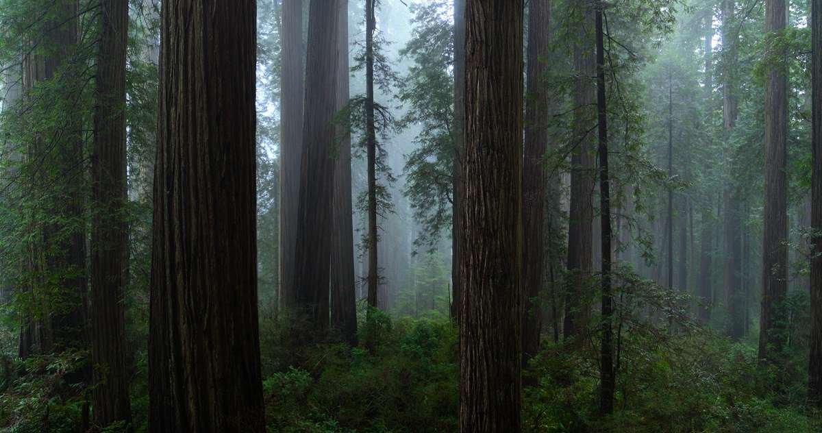 Only 5% of Redwood forest still exists . Redwood Forest, California, USA