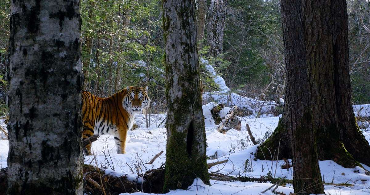 Siberian Tiger caught on camera trap in the Boreal Forests of Russia's Pacific Coast 