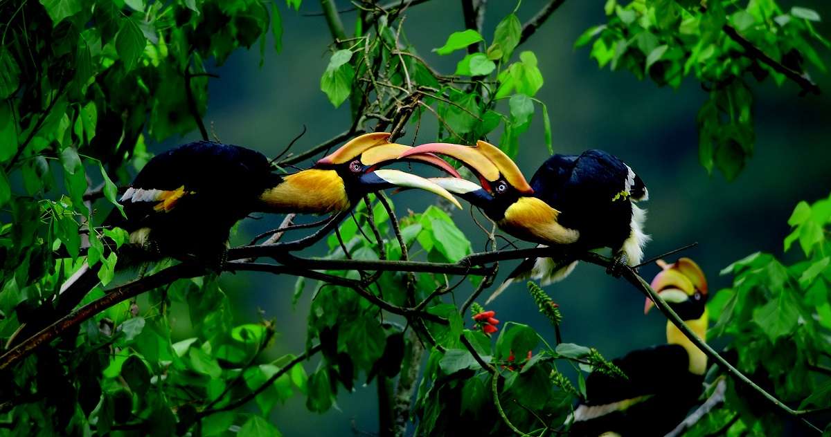 Great hornbills males battle in the air over territory , Western Ghats, India