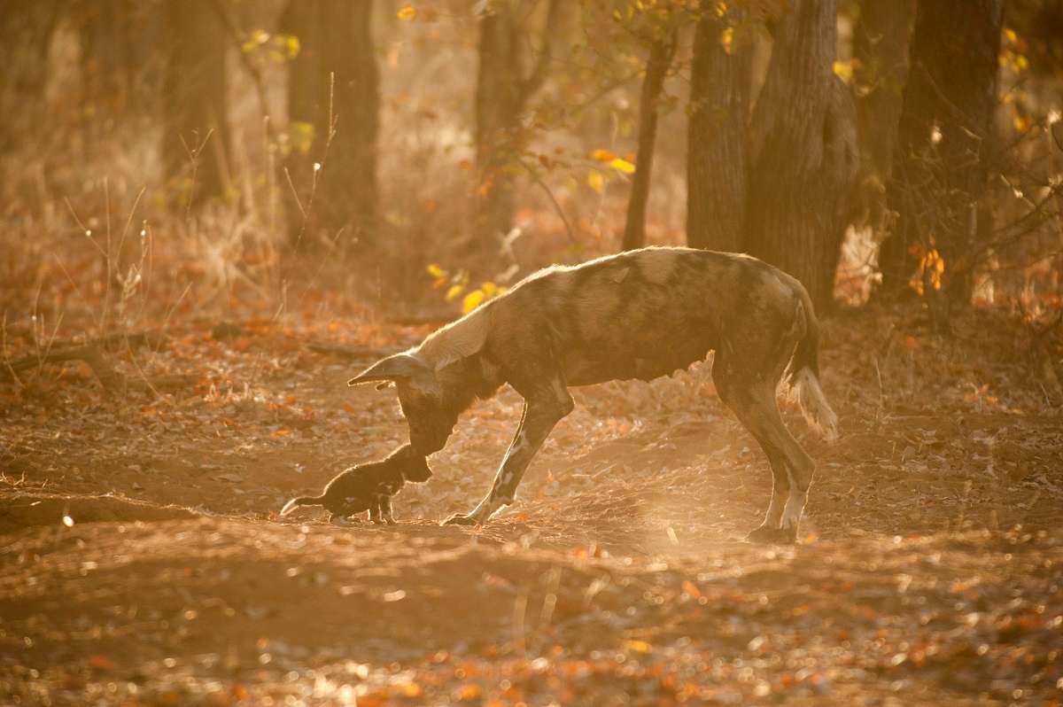 Wild Dog ( Lycaon Pictus) mother returns to den after the hunt to provision her pups . Wild Dogs are incredibly reliant on the Miombo Forests of Zimbabwe, Zambia and Tanzania as a refuge for raising pups and escaping predation pressures from lions and people.