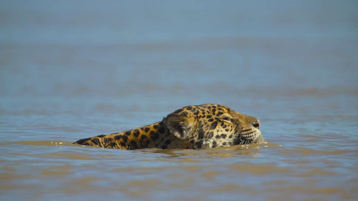 A jaguar swimming in a river in Brazil's Pantanal.