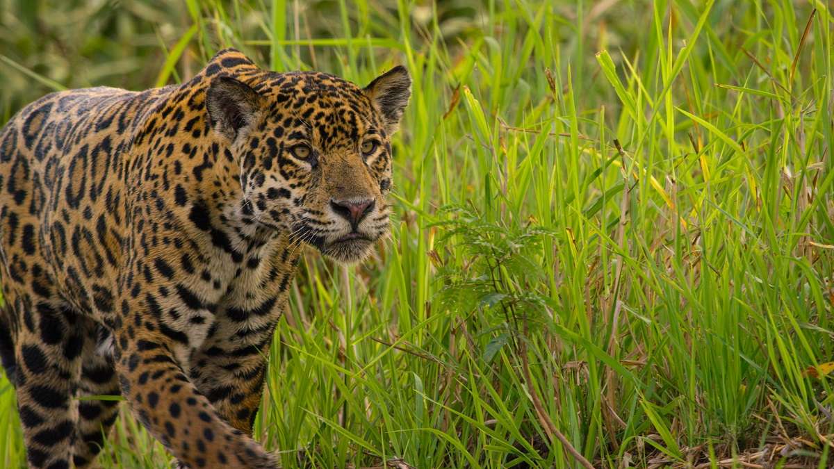 Jaguar hunting along river bank Pantanal, Brazil