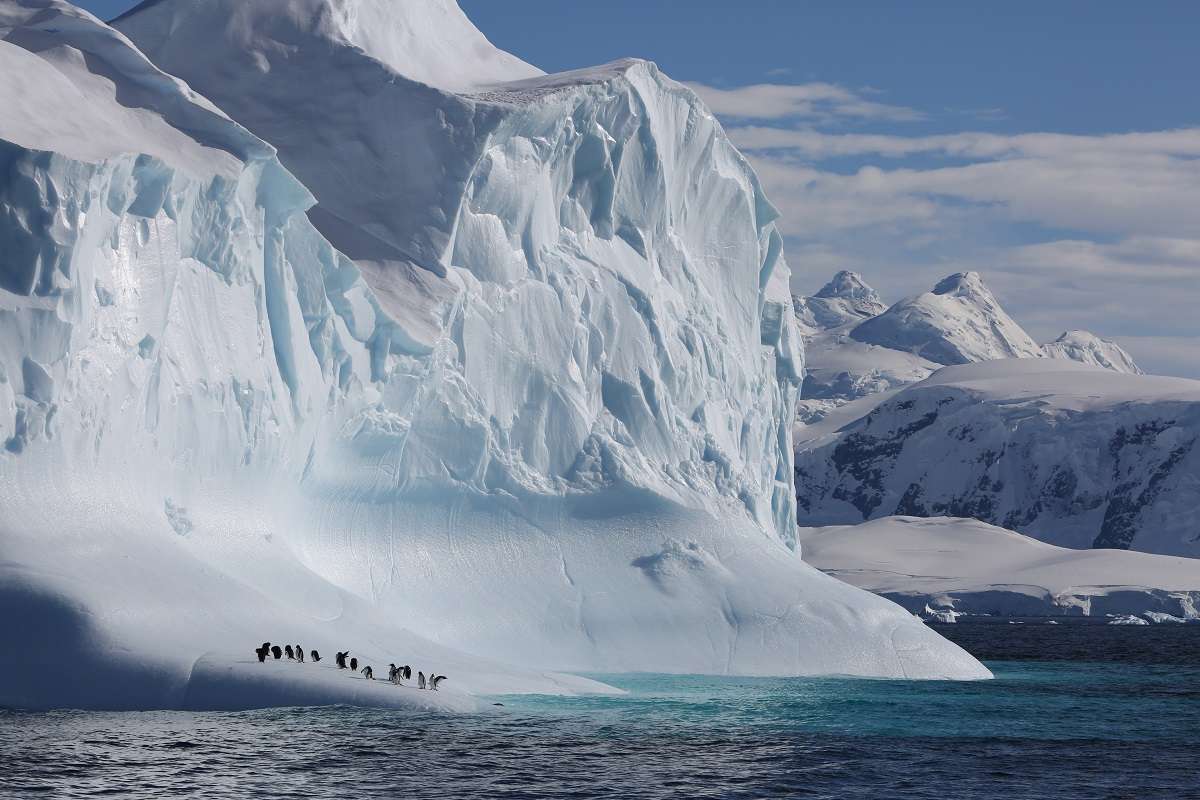 Gentoo penguins taking a rest from fishing on an iceberg passing by in the Gerlache Straight, Antarctic Peninsula.