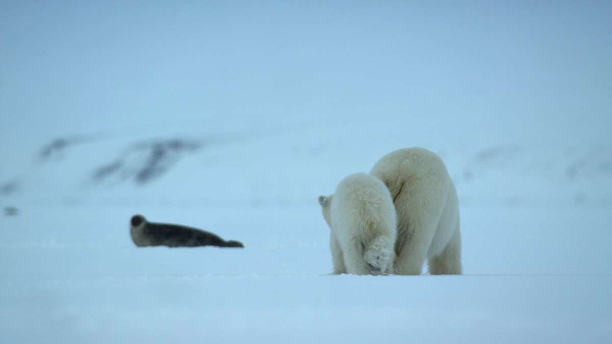 Grandmother's footsteps. A polar bear mother hunting an adult ringed seal with her year-old cub in tow.