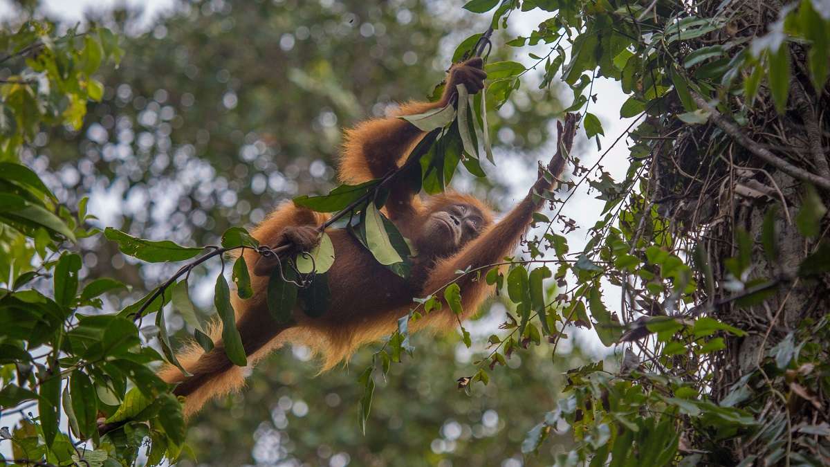 Sumatran Orangutan. This individual is part of a long term study. 