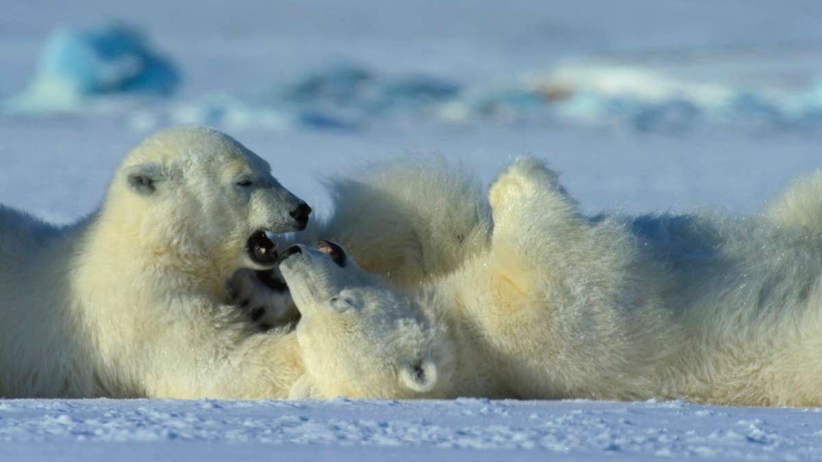 Polar bear cubs at play, Svalbard