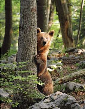 A nervous brown bear peeks out from behind a tree in Slovenia.