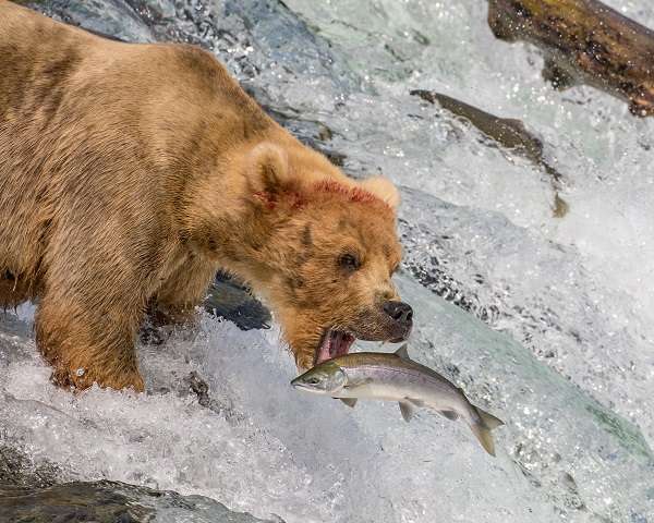 Bear catching salmon at Brooks Falls, Alaska