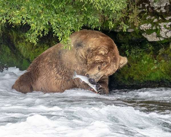 Bear eating salmon at Brooks Falls, Alaska