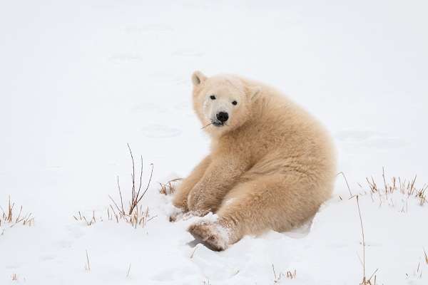 Polar bear cub in Churchill