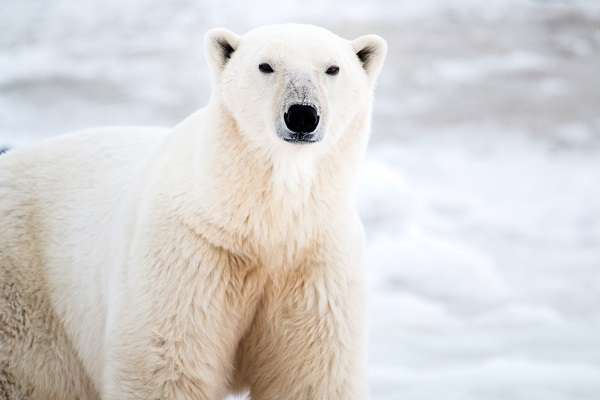 Majestic polar bear, Churchill, Canada