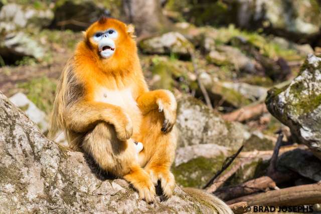 image of golden monkey, foping