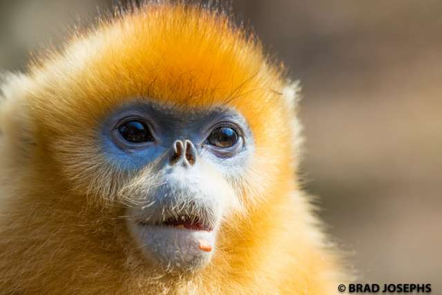 Golden monkey in China.