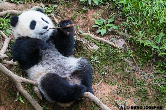 panda cub, sichuan panda viewing tours