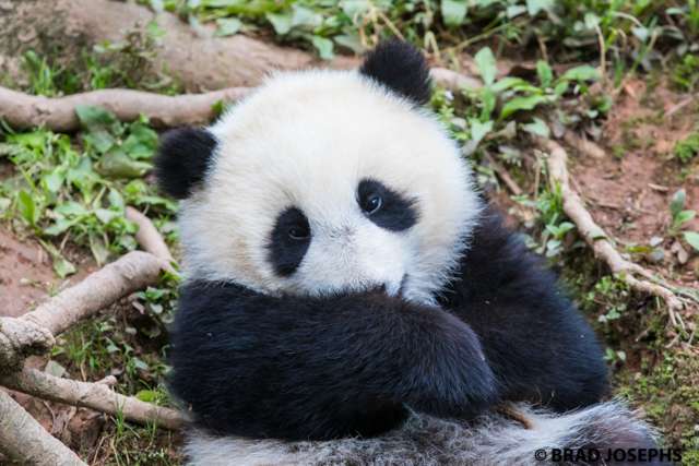 Panda in Bifengxia 