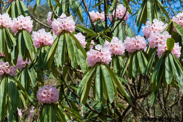 rhododendron in China