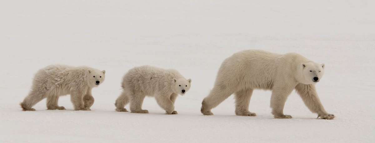 Polar bear cubs with mother