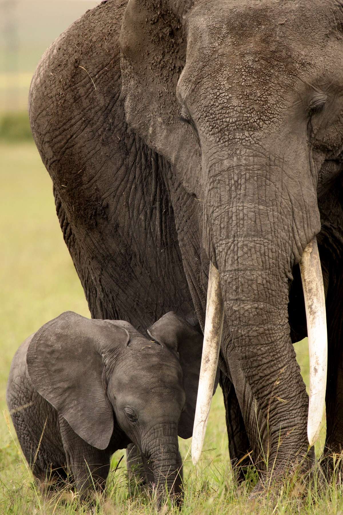 Elephant with baby in Africa.