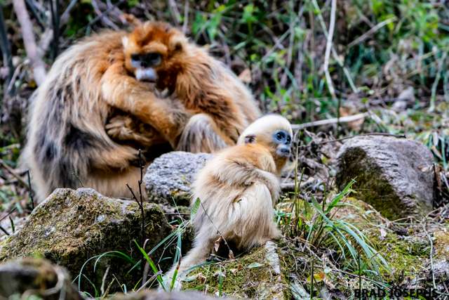 Family moment with golden monkeys